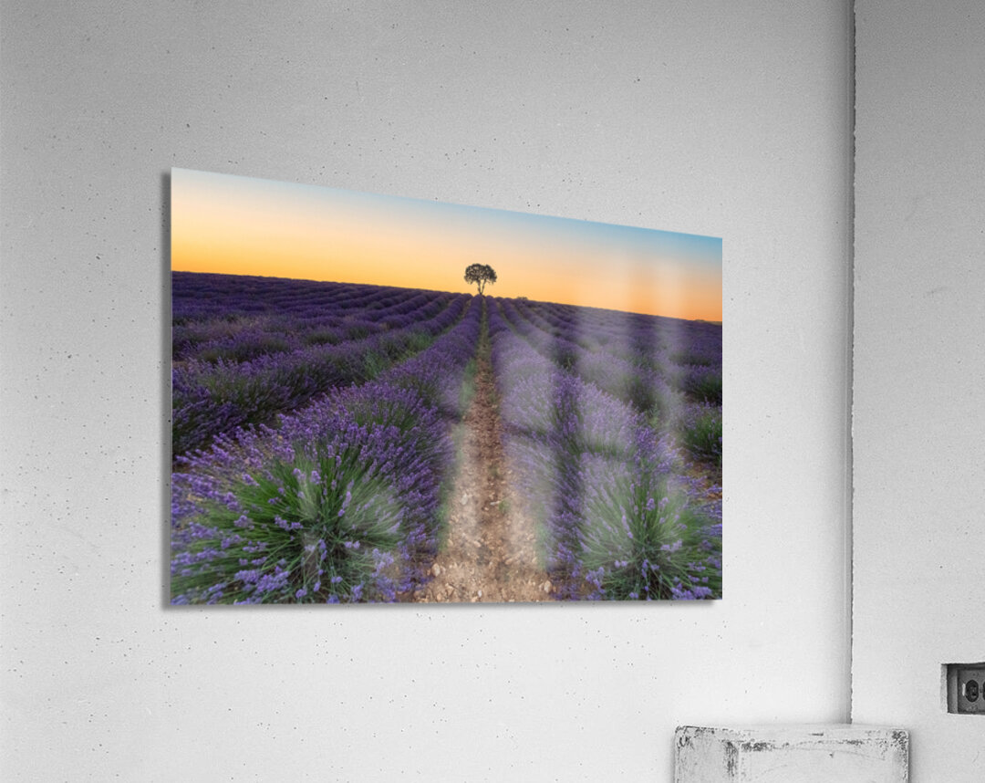 Brihuega Campos de Lavanda Acrylic Print