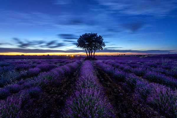  by Uchral Chuluunbat