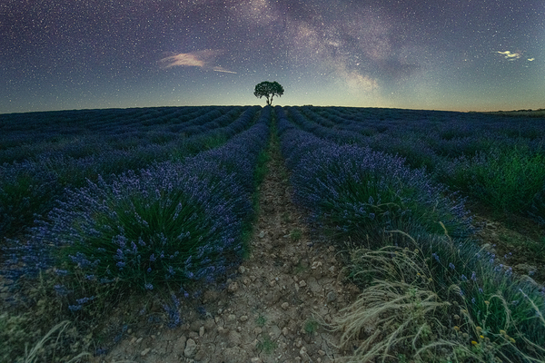 Beautiful Lavender fields in Brihuega at night by Uchral Chuluunbat