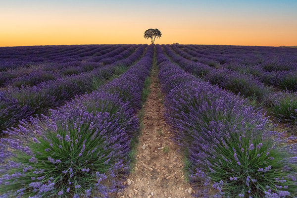 Brihuega Campos de Lavanda by Uchral Chuluunbat