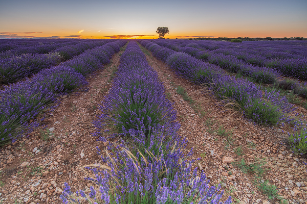 Lavender fields in Brihuega by Uchral Chuluunbat