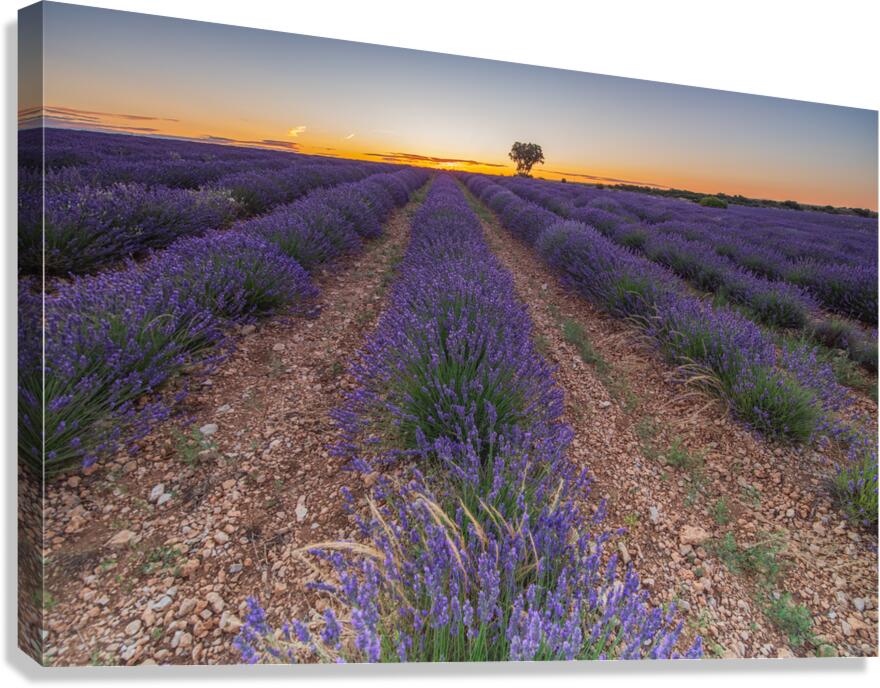 Lavender fields in Brihuega Canvas Print
