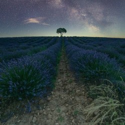 Beautiful Lavender fields in Brihuega at night