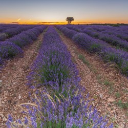 Lavender fields in Brihuega