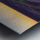 Brihuega Campos de Lavanda Metal print