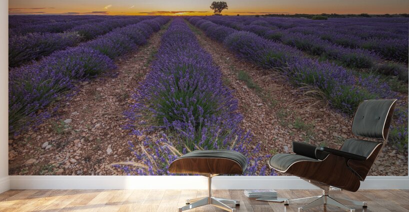 Lavender fields in Brihuega Wall Murals