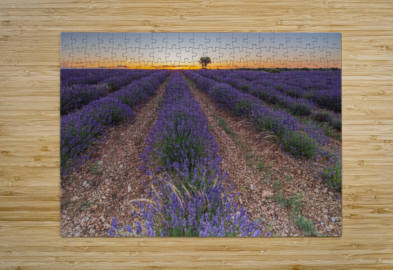Lavender fields in Brihuega Uchral Chuluunbat Puzzle printing