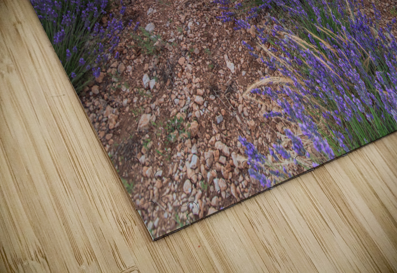 Lavender fields in Brihuega Uchral Chuluunbat Puzzle