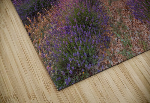  sunset  Uchral Chuluunbat puzzle