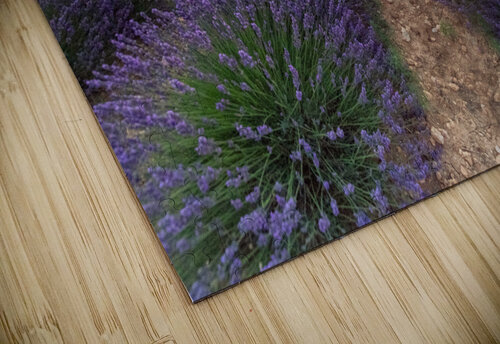 Brihuega Campos de Lavanda Uchral Chuluunbat puzzle