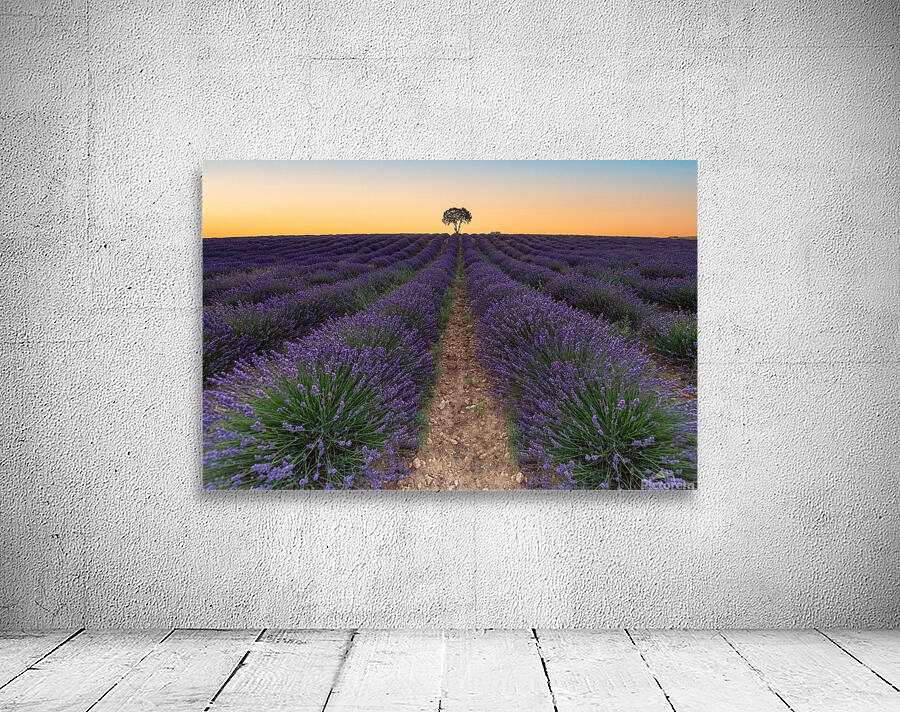 Brihuega Campos de Lavanda Wall Preview